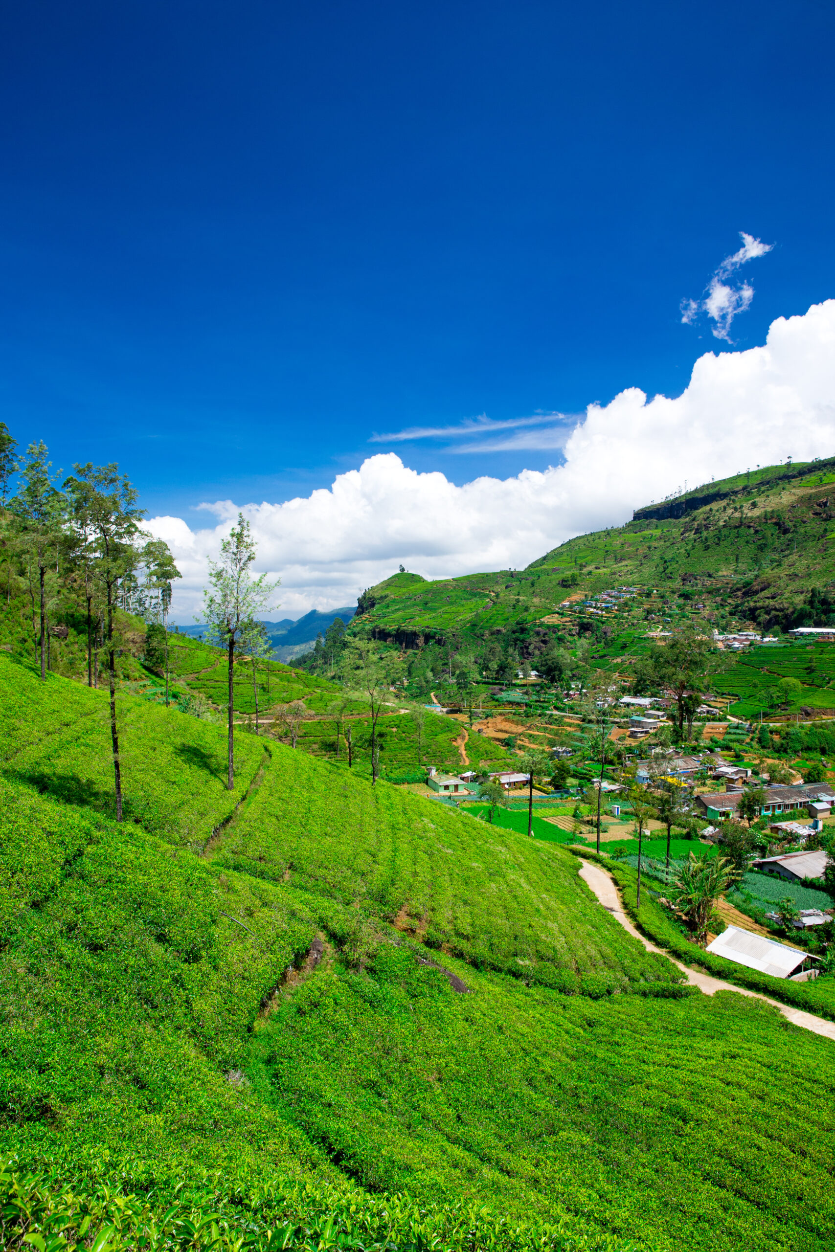 Araku Tour Package